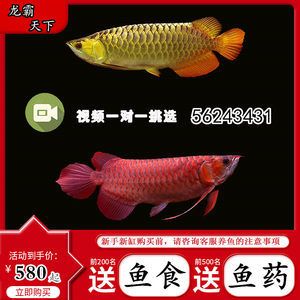 號(hào)半龍魚(yú)和金龍魚(yú)的區(qū)別（號(hào)半龍魚(yú)和金龍魚(yú)在多個(gè)方面存在顯著的區(qū)別） 龍魚(yú)百科 第2張