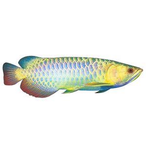 號(hào)半龍魚(yú)和金龍魚(yú)的區(qū)別（號(hào)半龍魚(yú)和金龍魚(yú)在多個(gè)方面存在顯著的區(qū)別） 龍魚(yú)百科 第3張