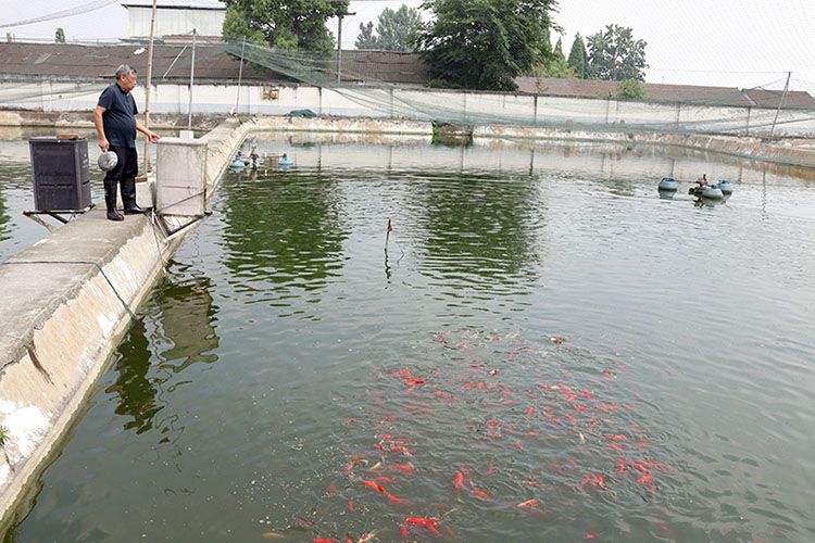 祥龍魚場觀賞魚怎么養(yǎng)（(祥龍魚場黑魚養(yǎng)殖方法介紹） 龍魚百科 第7張