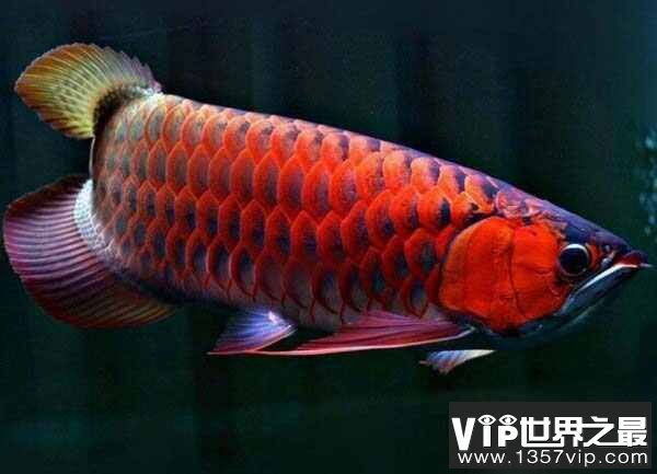 紅龍魚品種排名榜最新（最新紅龍魚品種排名榜）