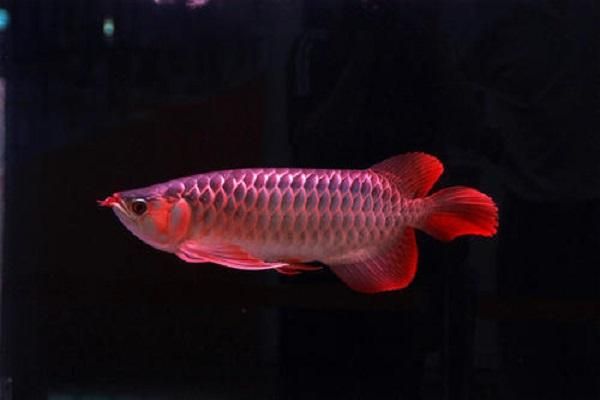 紅金龍魚(yú)有點(diǎn)蒙眼怎么辦（紅金龍魚(yú)蒙眼怎么辦） 龍魚(yú)百科 第2張