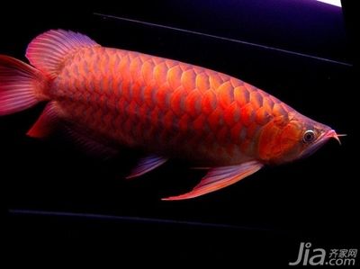 紅龍魚什么價(jià)格好養(yǎng)（紅龍魚價(jià)格_紅龍魚怎么養(yǎng)） 龍魚百科 第4張