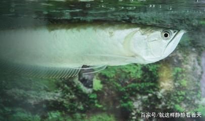 多大的銀龍魚算成魚（銀龍魚的成魚標(biāo)準(zhǔn)）