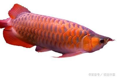 紅龍魚的水溫多少合適養(yǎng)（養(yǎng)紅龍魚水溫多少合適） 龍魚百科 第1張