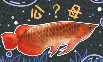 紅龍魚的種類如何區(qū)分公母（紅龍魚怎么區(qū)分公母） 龍魚百科 第7張