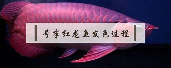 號半紅龍魚發(fā)色過程（號半紅龍魚發(fā)色過程詳細介紹） 龍魚百科 第2張