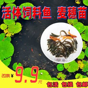 紅龍魚喂養(yǎng)過麥穗魚吃什么食物（紅龍魚吃什么最好？） 龍魚百科