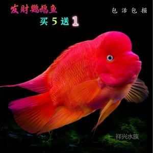 紅色的銀龍魚（紅色的銀龍魚，比紅龍還紅,太神奇了）