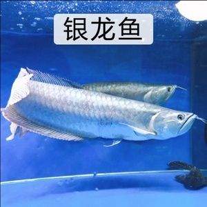 紅色的銀龍魚（紅色的銀龍魚，比紅龍還紅,太神奇了） 龍魚百科 第5張