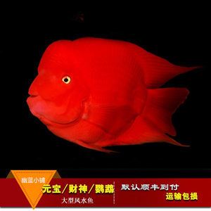 紅色的銀龍魚（紅色的銀龍魚，比紅龍還紅,太神奇了）