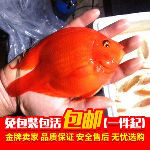 紅色的銀龍魚（紅色的銀龍魚，比紅龍還紅,太神奇了） 龍魚百科 第7張