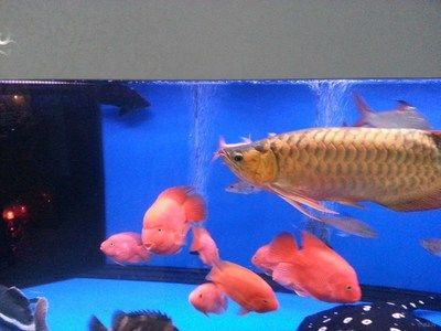 紅龍魚(yú)溫度26度跳缸怎么辦（紅龍魚(yú)跳缸原因及處理方法分析紅龍魚(yú)跳缸原因及處理方法） 龍魚(yú)百科 第6張