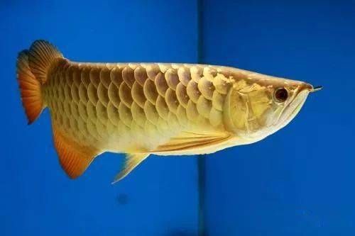 價(jià)值百萬的龍魚排名榜最新（價(jià)值百萬的龍魚排名榜） 龍魚百科