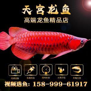 紅龍魚需要打氧嗎（養(yǎng)紅龍魚需要的氧氣供應(yīng)對于紅龍魚的健康和生長和良好狀態(tài)） 龍魚百科 第5張