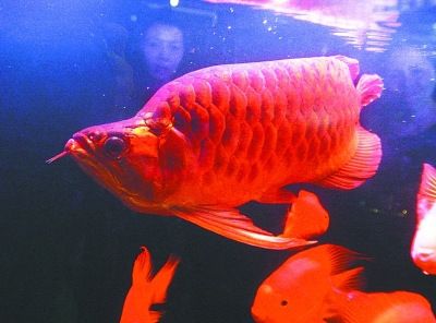 紅龍魚(yú)的喂養(yǎng)技巧和方法（紅龍魚(yú)的正確喂養(yǎng)方法和技巧）