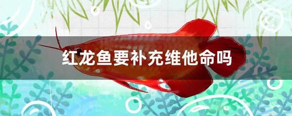 紅龍魚多大算成魚了（紅龍魚一個(gè)月能長(zhǎng)多大,壽命是多久） 龍魚百科 第2張