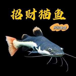 虎魚打龍魚會(huì)和解么（虎魚與龍魚的沖突能夠和解嗎） 龍魚百科 第6張