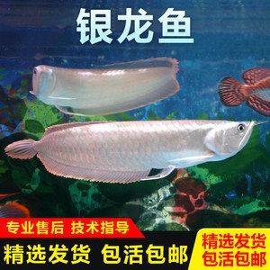 紅色銀龍魚(yú)價(jià)格多少錢一只（2024年8月紅龍魚(yú)銀龍魚(yú)哪種貴）