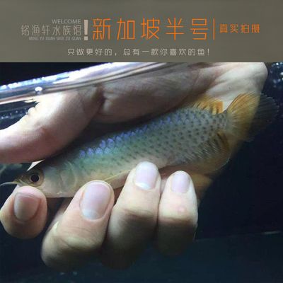 紅龍魚和號半魚的區(qū)別（紅龍魚和號半魚之間的區(qū)別） 龍魚百科 第5張