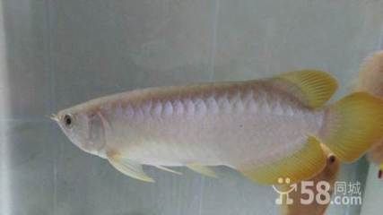 號(hào)半是什么龍魚