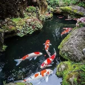 胡姬花比金龍魚貴（胡姬花是哪個(gè)國(guó)家的品牌） 龍魚百科 第5張