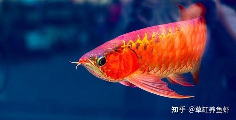 紅龍魚都喂什么食物（紅龍魚吃什么最好） 龍魚百科 第7張