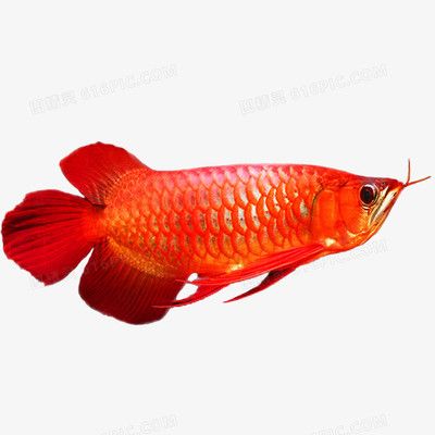 紅色金龍魚寓意（養(yǎng)紅色金龍魚的寓意和象征金龍魚的寓意和象征） 龍魚百科 第4張