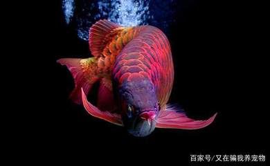 紅龍魚風(fēng)水功效（家中養(yǎng)紅龍魚對風(fēng)水有什么作用）