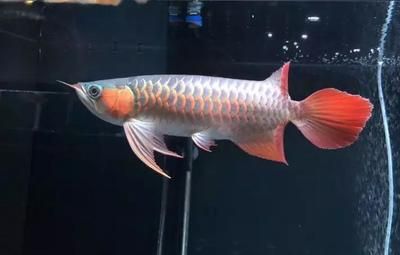 紅眼白子招財(cái)龍魚（紅眼白子招財(cái)龍魚是什么魚）