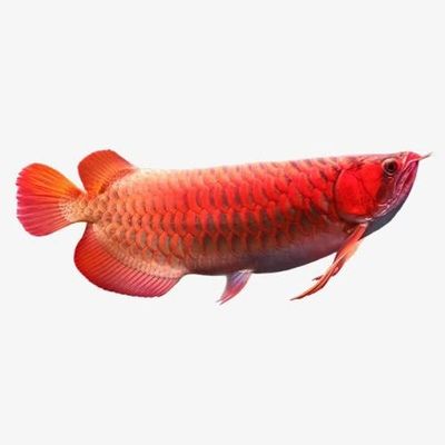 金龍魚 百度百科（金龍魚品種分類詳解金龍魚是什么魚是什么魚） 龍魚百科 第7張