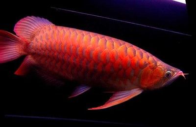 紅龍魚(yú)多久成年可以繁殖（紅龍魚(yú)怎么繁殖紅龍魚(yú)成年時(shí)間一般在6-12年間） 龍魚(yú)百科 第3張