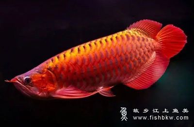 紅龍魚學名叫什么（紅龍魚的學名叫做scleropagesformosus） 龍魚百科 第5張