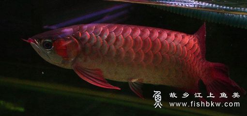 紅龍魚學名叫什么（紅龍魚的學名叫做scleropagesformosus） 龍魚百科 第4張