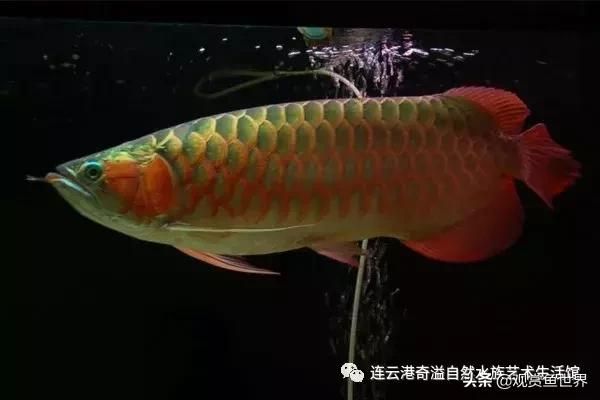 紅龍魚學名叫什么（紅龍魚的學名叫做scleropagesformosus） 龍魚百科 第7張