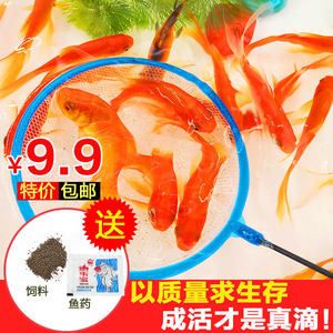 紅龍魚喂飼料好嗎（紅龍魚喂飼料優(yōu)缺點分析紅龍魚喂飼料的優(yōu)缺點分析） 龍魚百科 第5張