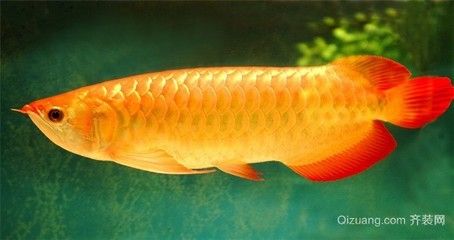 紅色金龍魚價(jià)格多少錢一條（紅色金龍魚價(jià)格(金龍魚多少錢一條）