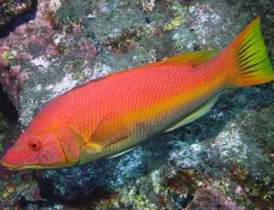 紅龍魚(yú)水溫多少度最好養(yǎng)（紅龍魚(yú)水溫多少度合適紅龍魚(yú)水溫多少合適） 龍魚(yú)百科 第7張