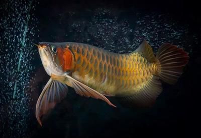 紅龍魚(yú)缸的最佳水位是多少（紅龍魚(yú)的最佳水位是多少養(yǎng)龍魚(yú)的最佳水位是多少） 龍魚(yú)百科 第2張