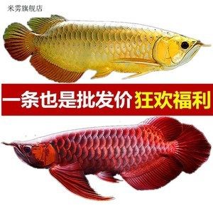 紅龍魚哪里批發(fā)便宜（紅龍魚批發(fā)價(jià)格、批發(fā)報(bào)價(jià)、價(jià)格大全） 龍魚百科 第6張