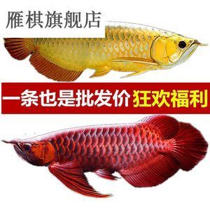 紅龍魚哪里批發(fā)便宜（紅龍魚批發(fā)價(jià)格、批發(fā)報(bào)價(jià)、價(jià)格大全） 龍魚百科 第7張