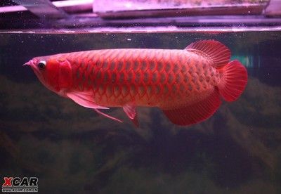 紅龍魚喂什么長3鰭（紅龍魚怎么養(yǎng)） 龍魚百科 第5張