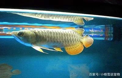 飛鳳龍魚混養(yǎng)（飛鳳魚可以與龍魚混養(yǎng)但需要考慮一些重要因素）