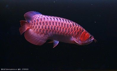 紅龍魚的照片（【紅龍魚】紅龍魚圖片大全） 龍魚百科 第4張