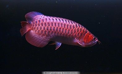 紅龍魚的照片（【紅龍魚】紅龍魚圖片大全） 龍魚百科 第6張