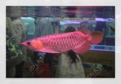 紅龍魚的照片（【紅龍魚】紅龍魚圖片大全） 龍魚百科 第7張