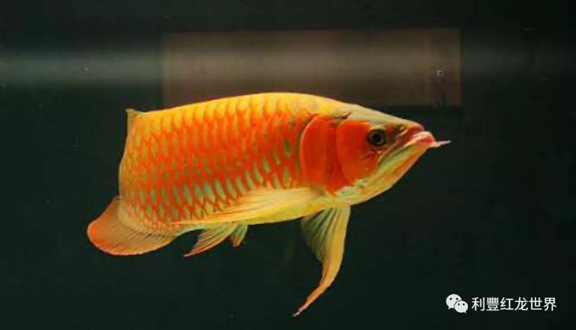 紅龍魚(yú)分公母怎么分（如何區(qū)分紅龍魚(yú)的性別） 龍魚(yú)百科 第2張