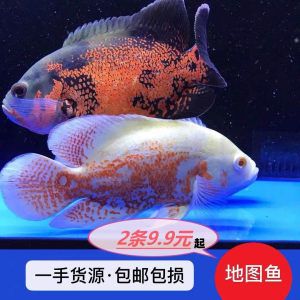 紅色銀龍魚怎么回事（銀龍魚常見病了解銀龍魚的幾種常見病www.bbpets.cn） 龍魚百科 第7張