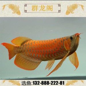 紅龍魚和金龍魚的價(jià)錢差多少（紅龍魚和金龍魚哪個(gè)更名貴？） 龍魚百科 第5張