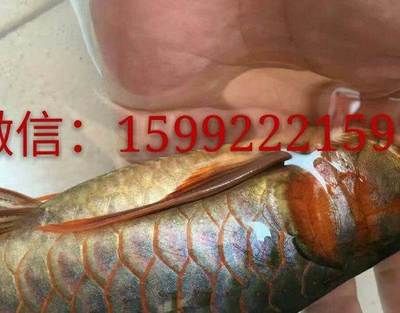 紅龍魚和金龍魚的價(jià)錢差多少（紅龍魚和金龍魚哪個(gè)更名貴？） 龍魚百科 第6張