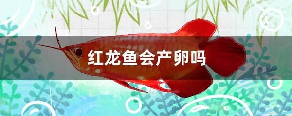 紅龍魚水溫31度合適嗎（養(yǎng)紅龍魚水溫多少合適）